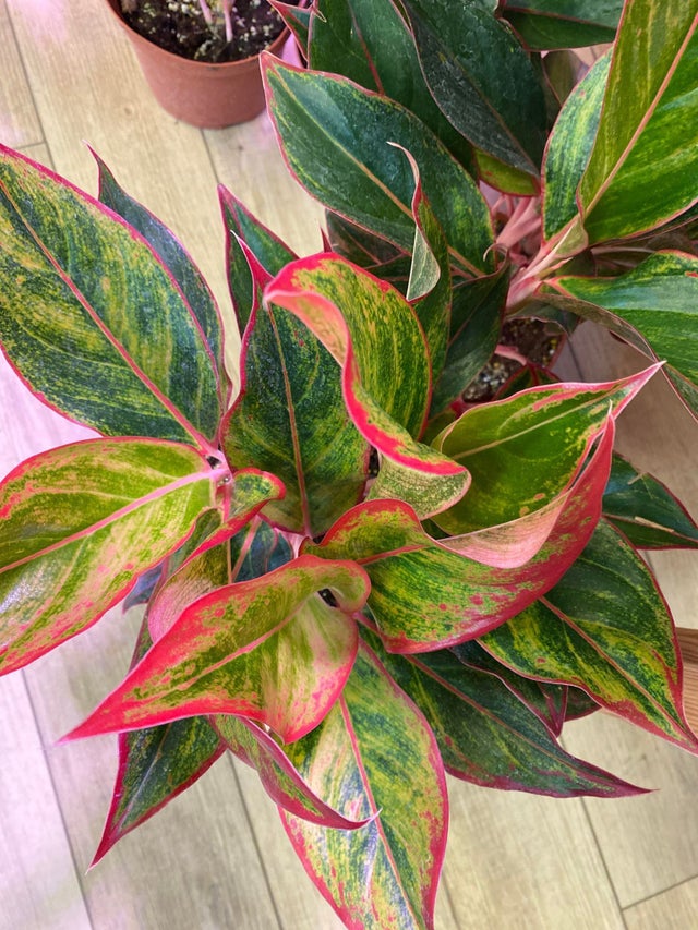 Aglaonema | oak.